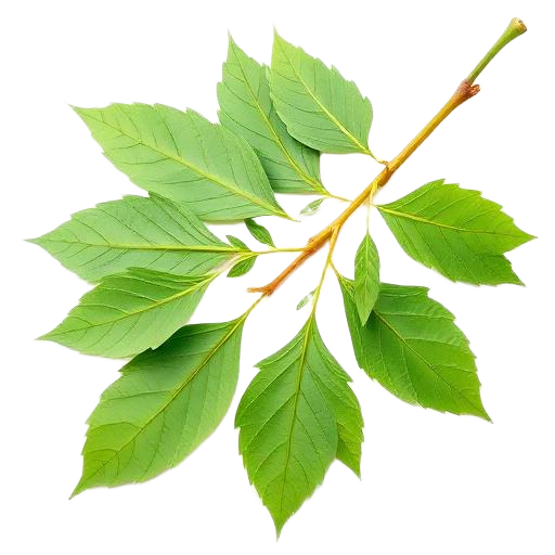 Neem leaves