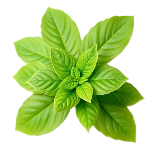 Tulsi holy basil leaves